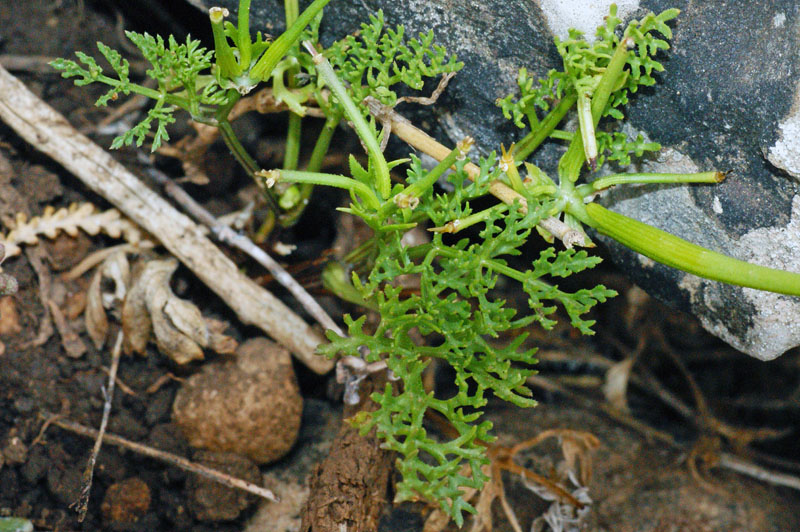 Caryophyllacea - No, Apiacea: Scandix pecten-veneris